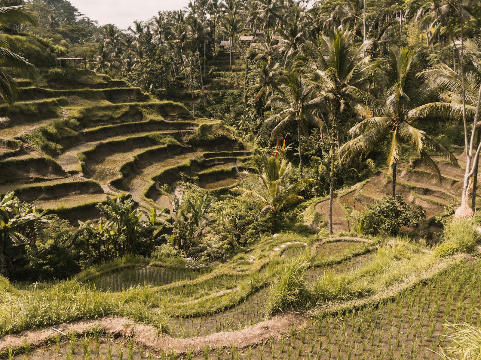Tegalalang rice terraces lined with palm trees