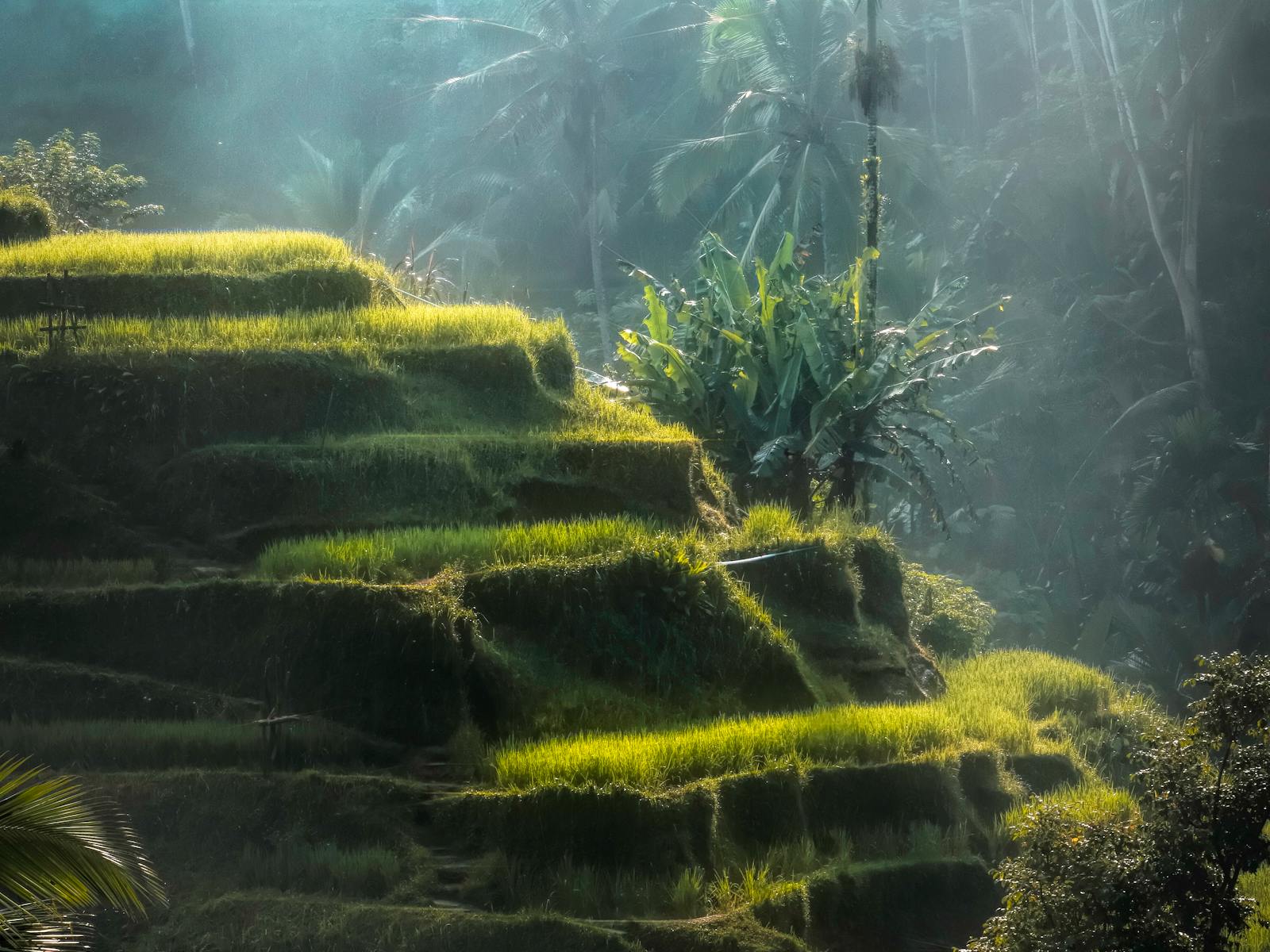 Lush green Balinese rice terraces
